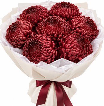 7 burgundy single-headed chrysanthemums