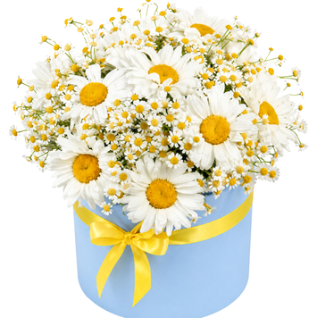 Arrangement of daisies in a box