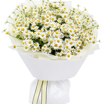 15 веток танацетума 1405-15tanacetum фото