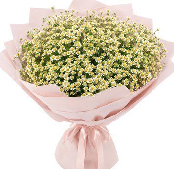 41 ветка танацетума 1406-41tanacetum фото