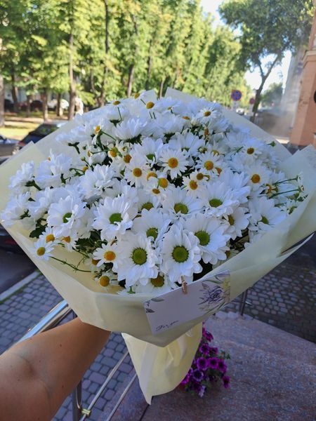 Букет з ромашкової хризантеми та танацетума 1407-tanacetumkhryzantema фото